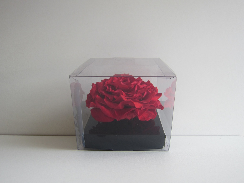 Caja cuadrada trasnparente extra large rosas eternas rojo 10x12