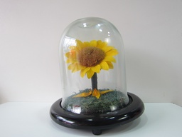 [PIV-0738] Cúpula cilindrica de vidrio con girasol pequeño eterno 16x9